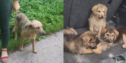 Pomog�a znalezionym na drodze szczeniakom i ich matce. "Z ca�ego serca dzi�kujemy"