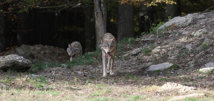 Wilki grasują w okolicy Elbląga. Powinniśmy się bać, pyta Czytelniczka?
