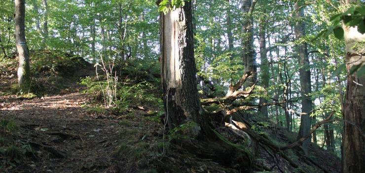 Sobota z przewodnikiem PTTK. Wycieczka po Bażantarni