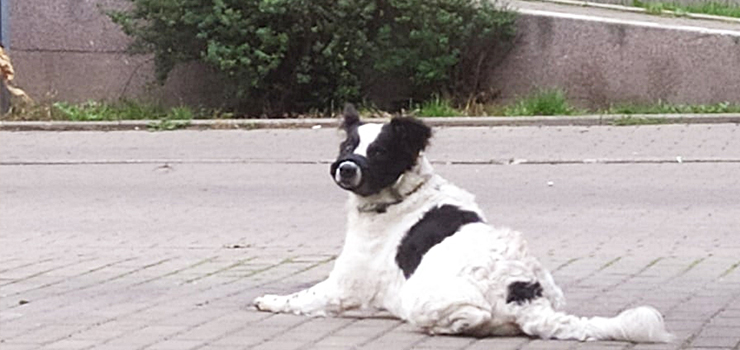 Zaniedbany pies w kagańcu kręci się koło klatki na ulicy Lotniczej