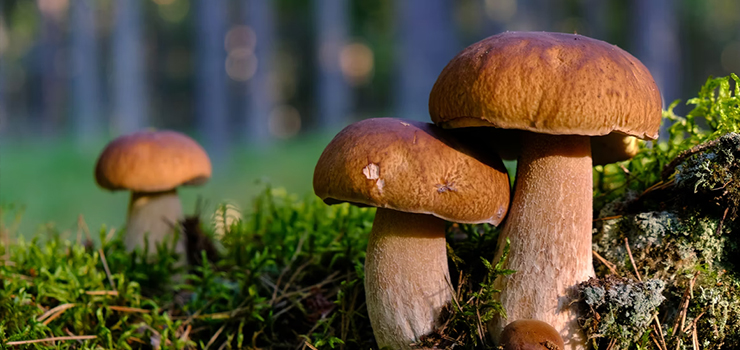 Grzybiarze się gubią. Policja ostrzega i apeluje o rozsądek na grzybach