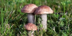 Grzybobranie z le�nikami