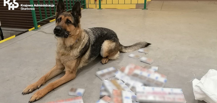 Czujny nos Rity udaremnił przemyt papierosów