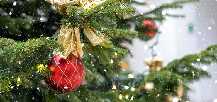 Jak bezpiecznie przewieźć choinkę? Ile "kosztuje" nieprawidłowy transport?