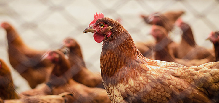 Ptasia grypa - co trzeba wiedzieć?