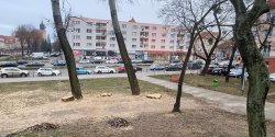 Elbl�g: Wycinki drzew niepokoj� mieszka�c�w. Petycja w tej sprawie trafi�a do radnych