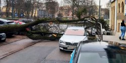 Ul. Armii Krajowej: Drzewo przewr�ci�o si� i uszkodzi�o dwa auta