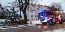 Powalone drzewa m.in. na Kopernika i Kr�lewieckiej - zobacz zdj�cia