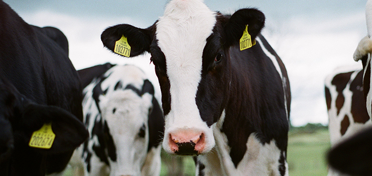 Polacy chcą zmian. Czy jest nadzieja na lepszą przyszłość zwierząt hodowlanych w Unii Europejskiej?
