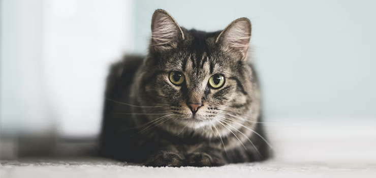 Dzień kota w schronisku