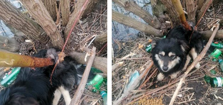 Pies przebity na wylot! "Widać ślady biesiadowania"