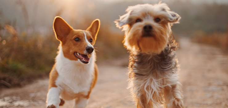 Kwietniowy Bieg na 6 Łap odbędzie się w sobotę