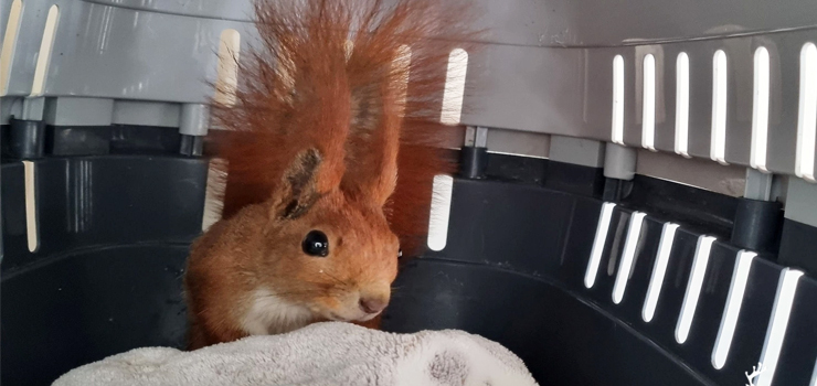 Znaleziona na poboczu jezdni, leżała bez ruchu