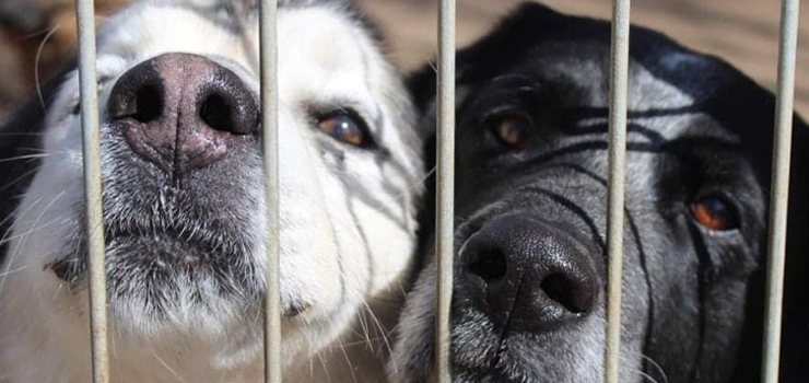 Elbląskie schronisko apeluje: Prosimy, nie zapomnijcie o naszych sierotach i w tym roku