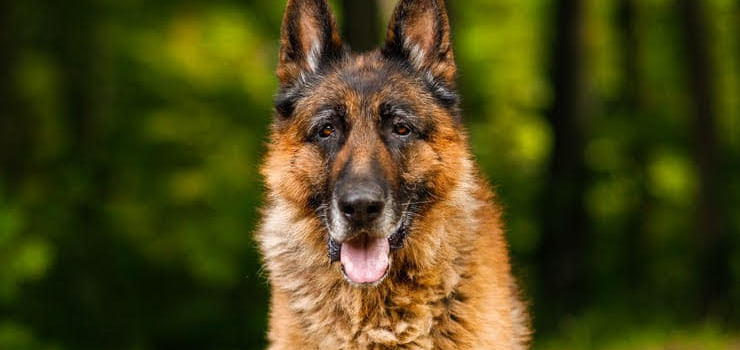 Borneo - leciwy pies w typie owczarka niemieckiego
