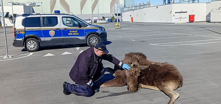 Łoś biegał po dachu CH Ogrody!