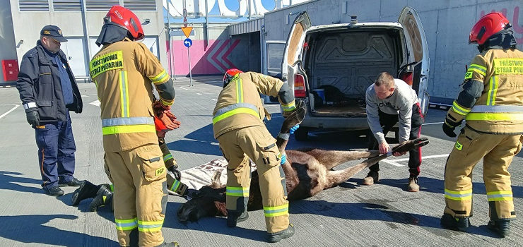 Łoś na dachu CH Ogrody - zobacz filmik z akcji ratunkowej