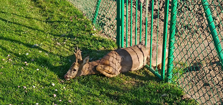 Zwierzę utknęło między szczeblami ogrodzenia - zobacz zdjęcia