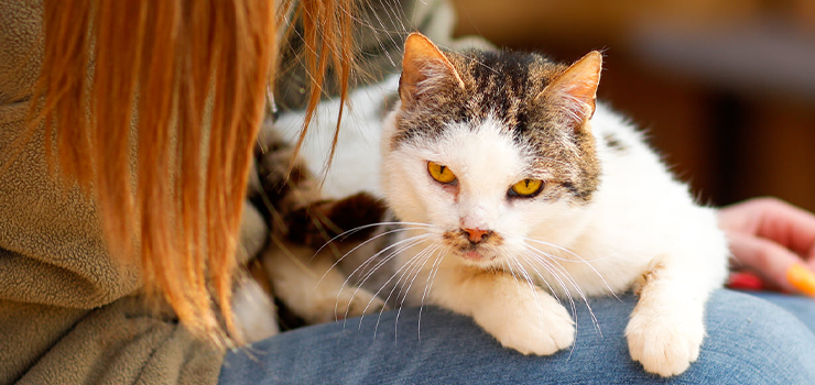 Toka jest cudowną przylepą kotką, która czeka na człowieka