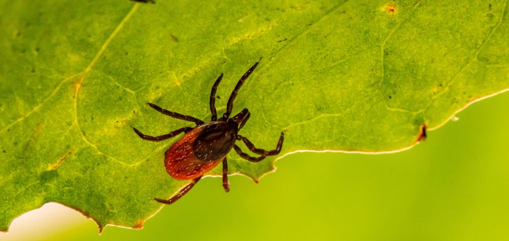 Strzeż się boreliozy wiosną – kleszcze budzą się do życia