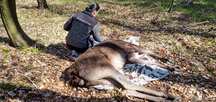 Łoś wrócił do lasu - zobacz zdjęcia i film