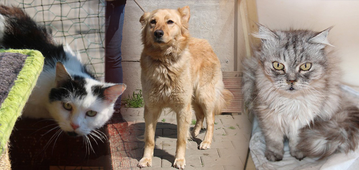 Kolejne psy i koty z Ukrainy już w schronisku
