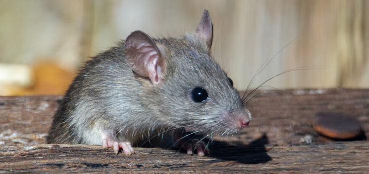 Obowiązkowa deratyzacja