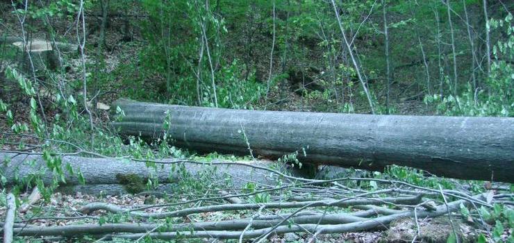 Wycinka drzew w Bażantarni. Czytelnik: Trwa dewastacja gatunków chronionych