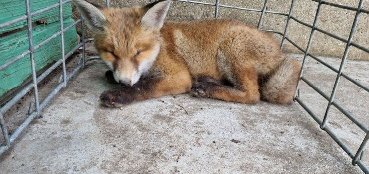 Mały lisek znaleziony na działce. "Zwierzę jest w bardzo złym stanie, nie widzi, ma obrzęk gardła"