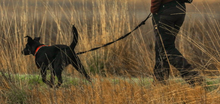 W sobotę odbędzie się Bieg na 6 łap