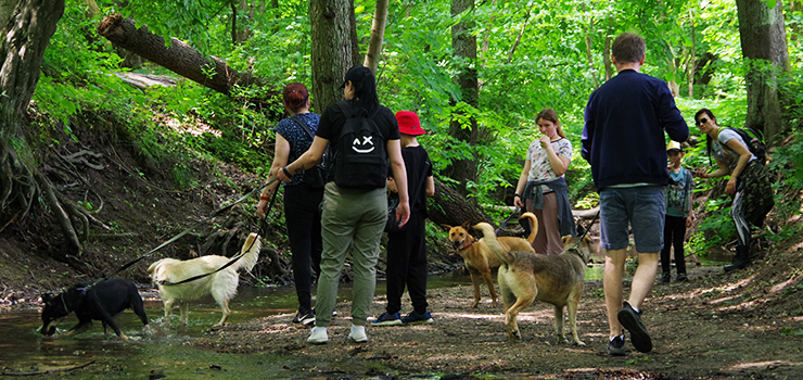 Psy ze schroniska miały niezły spacer. Za nami kolejny Bieg na 6 Łap (zobacz zdjęcia)