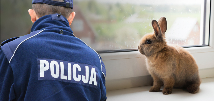Topił królika w wiadrze z wodą, a później wsadził do plastikowej torby i wyrzucił z I piętra