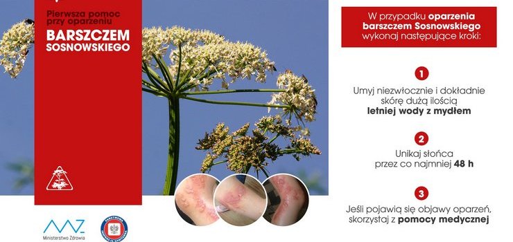 Groźny barszcz Sosnowskiego