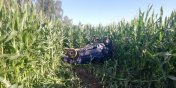 20-latek dachował w polu kukurydzy skradzionym autem. Był trzeźwy