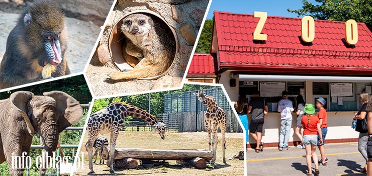 Weekendowy wypad za miasto. Wycieczka do ZOO w Oliwie - zobacz zdjęcia