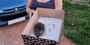 Je uratowany. "Ma ran na gowie, muchy od razu zoyy w niej jaja"