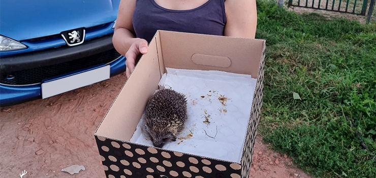 Je uratowany. "Ma ran na gowie, muchy od razu zoyy w niej jaja"