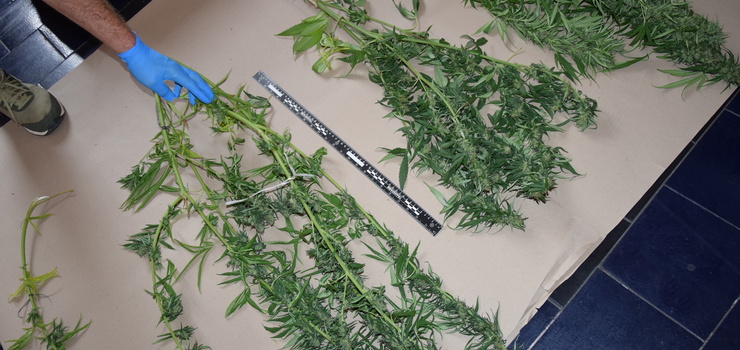 Pasłęk: Nachodził byłą partnerkę. Zapukała do niego policja i znalazła... plantację konopi