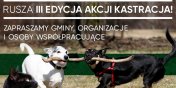 Jak rozwiza problem bezdomnoci zwierzt w Polsce? Istnieje tylko jedno skuteczne rozwizanie