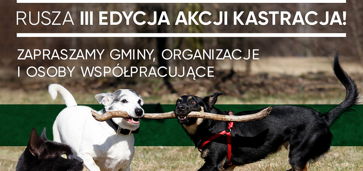 Jak rozwiza problem bezdomnoci zwierzt w Polsce? Istnieje tylko jedno skuteczne rozwizanie
