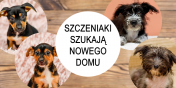 W elblskim schronisku obecnie przebywaj te oto szczeniaki