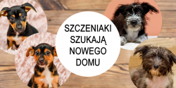 W elbl�skim schronisku obecnie przebywaj� te oto szczeniaki