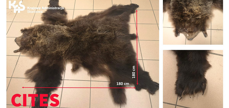 KAS udaremniła przemyt... skóry niedźwiedzia brunatnego