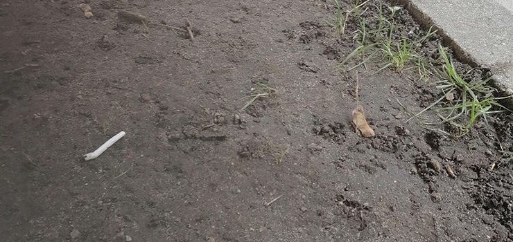 Mandat za zaśmiecanie - nie mniej, niż 500zł