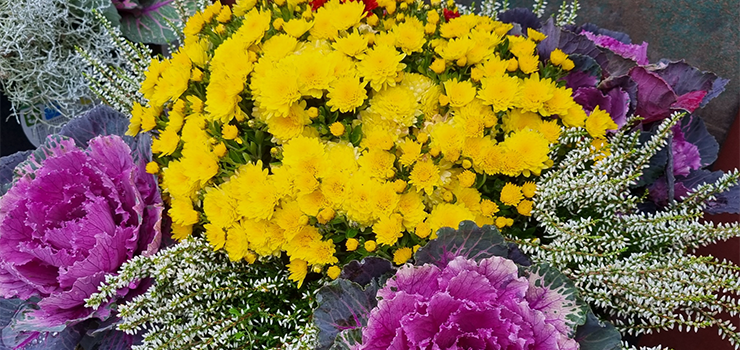 Jak po kwiaty to do Ogrodnictwa Piotra Zimińskiego