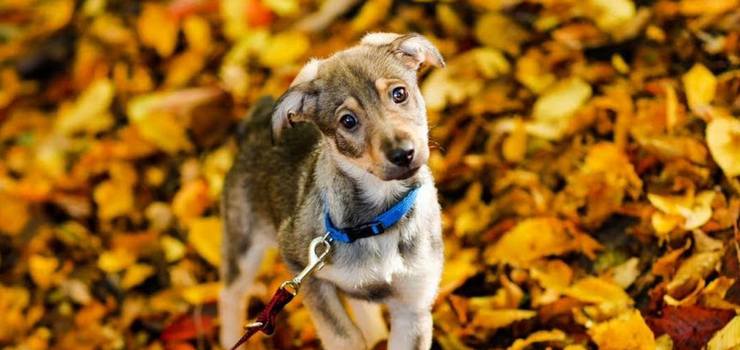 Hallo i Ween czekają na swój dom