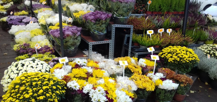 Wszystkich Świętych uderzy nas po kieszeni? Znicze i kwiaty droższe nawet o 20 proc.