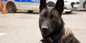 Rika - nowy pies w elbląskiej policji. Będzie wykrywał materiały wybuchowe