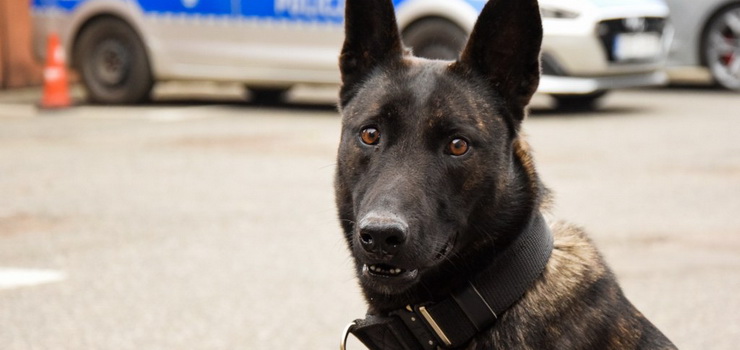 Rika - nowy pies w elbląskiej policji. Będzie wykrywał materiały wybuchowe
