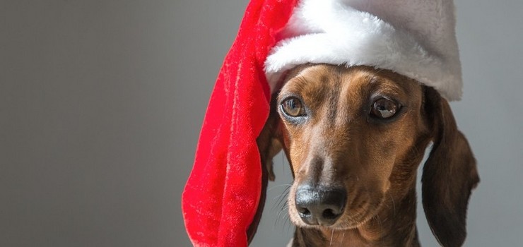 Bądź spacerowym Mikołajem dla psów ze schroniska